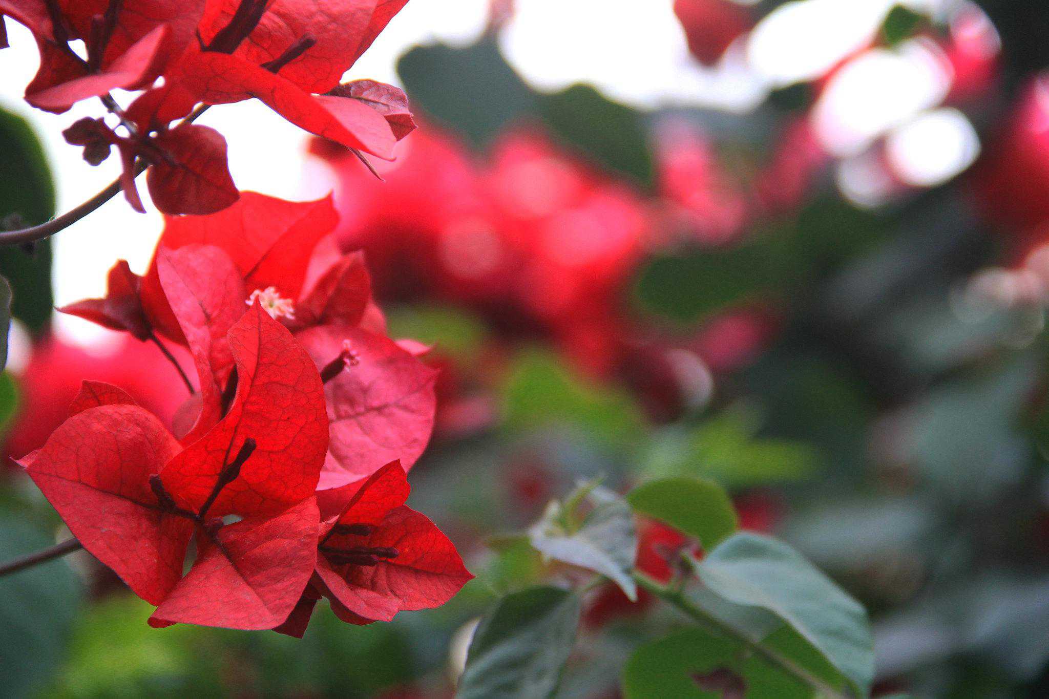 中建信条下的三角梅3